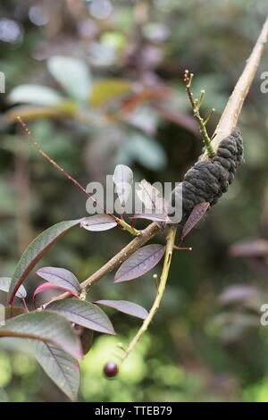 Black Knot Fungus, Dibotryon morbosum or Apiosporina morbosa, on flowering plum tree Stock Photo