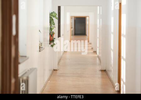 House plant inside a long empty hallway, in an old building with white freshly painted walls and parquet floors Stock Photo
