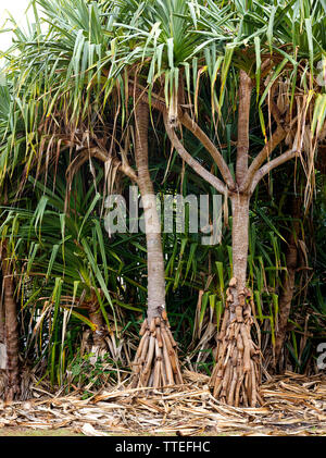 Group of Pandanus trees growing on the shoreline at Bargara. The strange aerial roots are prop roots and help stabilize the trees in loose sandy soils. Stock Photo