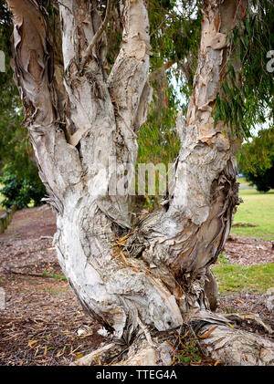 The trunk of a Melaleuca quinquenervia, tree. Native to northeastern and northern Australia along coastal fringes. Stock Photo