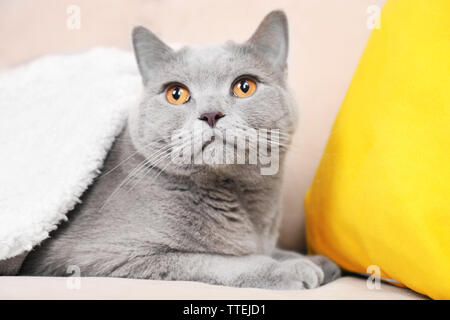 Beautiful grey cat under white plaid on sofa with bright pillows, close up Stock Photo