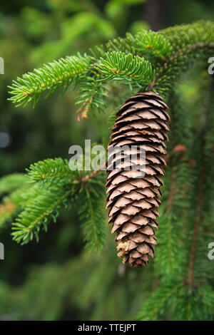 Pine cone on a fir branch in spring Stock Photo