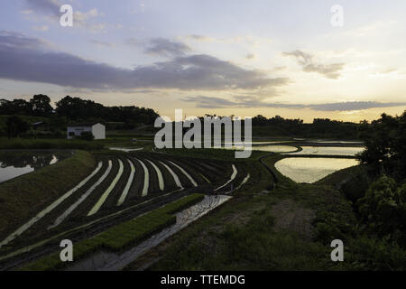 Beautiful sunset over flooded rice fields in Japanese countryside Stock Photo