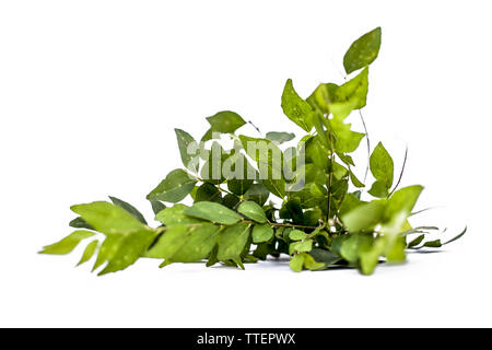 Close up of fresh curry leaves or sweet nim or sweet neem or khadhi patta or kadi pata isolated on white also known as Murraya koenigii or Meetha limb Stock Photo