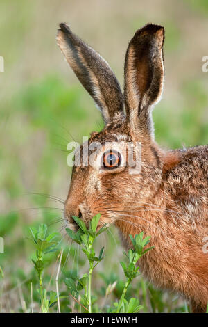 Wild brown hare in Norfolk UK eating a plant. Natural animal portrait of head and ears Stock Photo