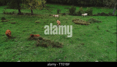 Aerial view of a herd of brown and white cows grazing in a lush green ...