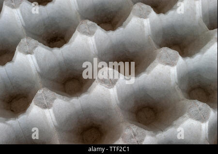 Top-Down View of an Empty Biodegradable Molded Pulp Fiber Egg Carton Tray. Stock Photo