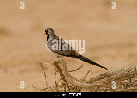 Namaqua dove (Oena capensis) Stock Photo