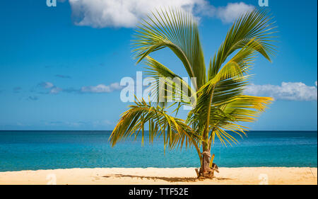 Palm tree on tropical beach. Stock Photo