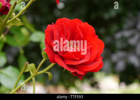 Close up of a beautiful red rose. Stock Photo