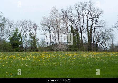 Field with dandelions and trees at the horizon. Blooming trees and dandelions in spring time. Spring landscape Stock Photo