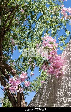 Podranea Ricasoliana (Zimbabwe Creeper, Pink Trumpet Vine, Port St. Johns Creeper, Queen of Sheba) Stock Photo