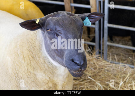 Bleu du Maine Sheep Stock Photo