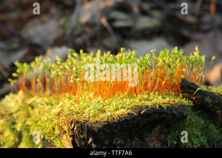 Spore capsules of a Brachythecium moss Stock Photo