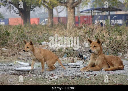 Cute Indian puppy enjoying life with father. Stock Photo