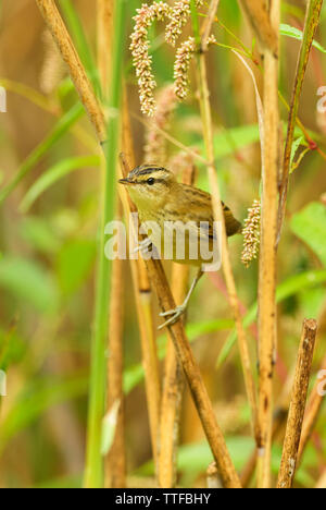 Sedge Warbler - Acrocephalus schoenobaenus, small shy perching bird from European reeds, Hortobagy National Park, Hungary. Stock Photo