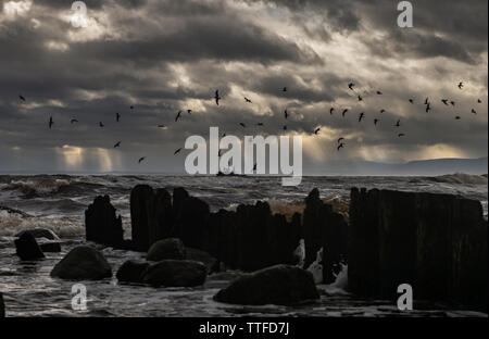 Flock of birds flying over sea against stormy clouds Stock Photo