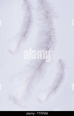 White bird feathers on white background Stock Photo