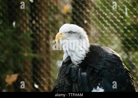 Straight on closeup view of an adult bald eagle in a zoo Stock Photo