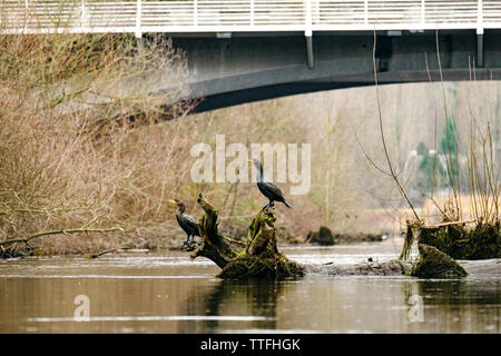 Straight on view of two Double-Crested Cormorants in a river Stock Photo