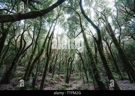 Tranquil view of mossy trees in forest at Garajonay National Park