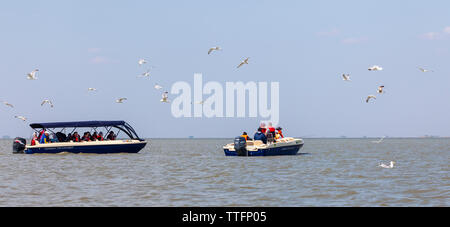 Eco-tourists on small boats in a lagoon of the Danube Delta in eastern Romania looking at the Caspian Gulls, Larus cachinnans, flying around. Stock Photo