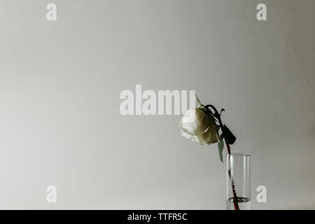 Wilted white rose in drinking glass against white background Stock Photo