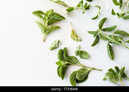 Bright Green Oregano on a White Background Stock Photo
