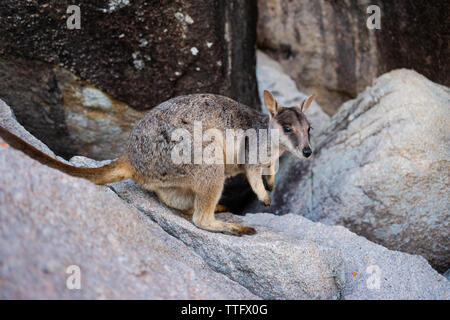 Wild wallaby on a rock in Magnetic Island, Queensland, Australia Stock Photo