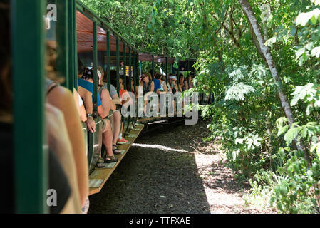 Train with tourists on green atlantic rainforest