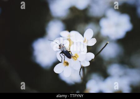 Beetle perching on  white wild little flowers. Stock Photo