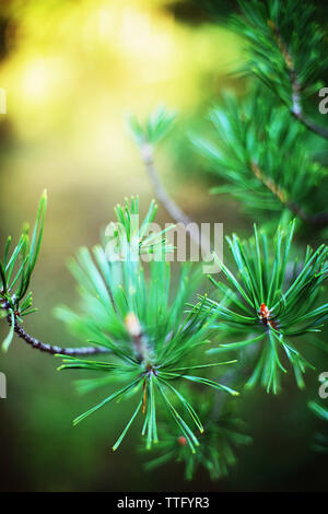 Spruce tree branches detail. Stock Photo