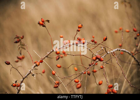 Many red ripe berries on thin  bush branches in park Stock Photo