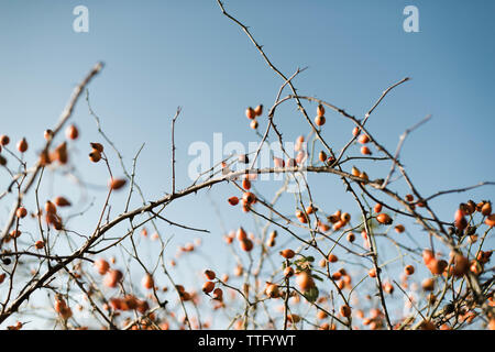 Many red ripe berries on thin tree or bush branches in park Stock Photo