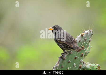 Medium ground finch ( Geospiza fortis) perched on a cactus. Galapagos National Park Stock Photo