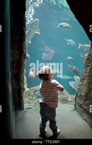 Boy looking upward at coral and fish in a large aquarium tank