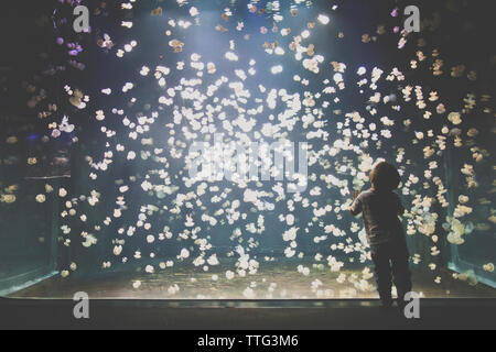 Toddler boy looking up at jellyfish in an aquarium Stock Photo