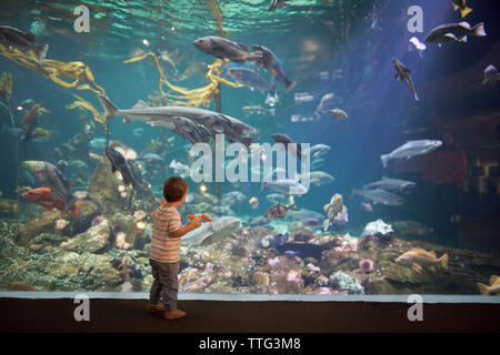 Boy looking upward at coral and fish in a large aquarium tank