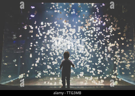 Toddler boy looking in amazement at jellyfish in an aquarium Toddler boy looking in amazement at jellyfish in an aquarium
