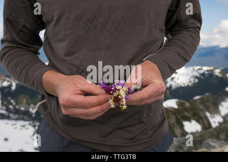 Climber holding picked alpine wildflowers. Stock Photo