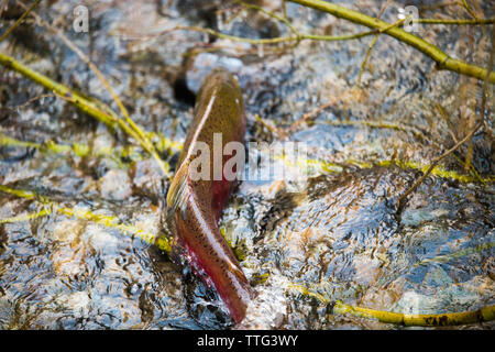 Spawning Coho (Oncorhynchus kisutch) salmon swimming upstream Stock Photo