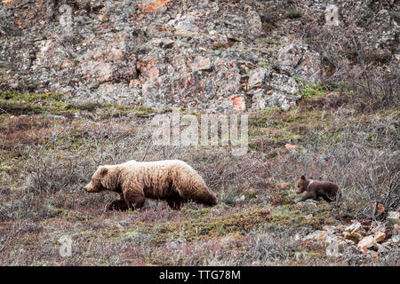 Bear and cub walking on land amidst dried plants at Denali National Park Stock Photo