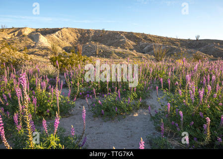 Desert wildflowers in the Borrego Badlands. Stock Photo