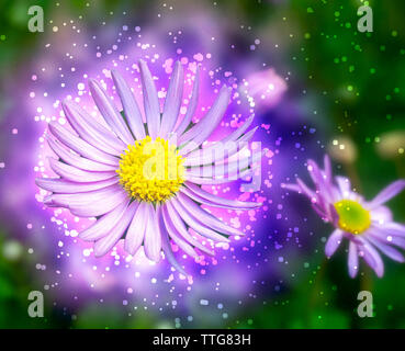 Digitally enhanced image of a closeup of a Purple Daisy Osteospermum the common name African Daisy Stock Photo