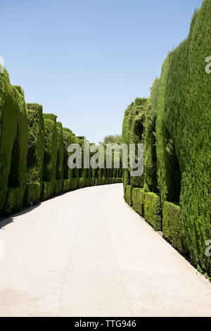 a path through a curving green hedge Stock Photo