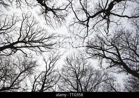 looking up through leafless tree branches Stock Photo