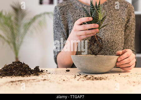 Midsection of businesswoman holding plant over concrete pot at desk in creative office Stock Photo