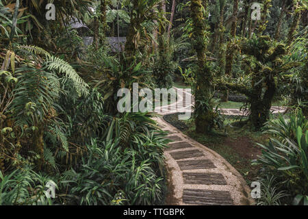 View of the alley in the tropical park Stock Photo