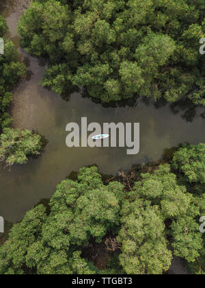 Man kayaking in mangrove forest Stock Photo