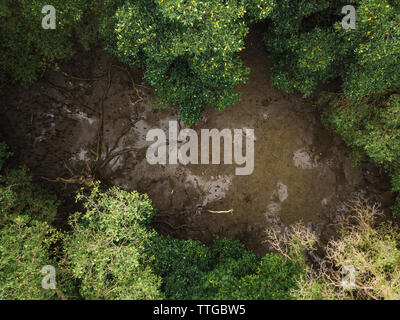 Aerial view of the mangrove forest Stock Photo